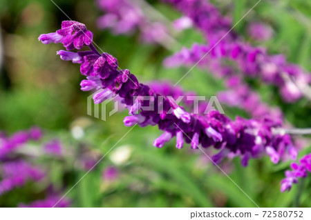 Amethyst Sage Amethyst Sage 72580752