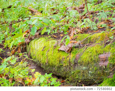 Togakushi神社 72580802
