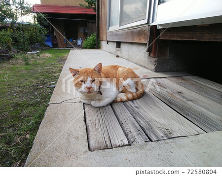 流浪貓掛著痛苦的帽子 72580804