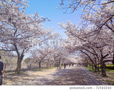 大阪城公園的櫻花林蔭路 72581010