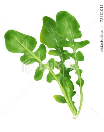 Watercolor illustration arugula 72581011