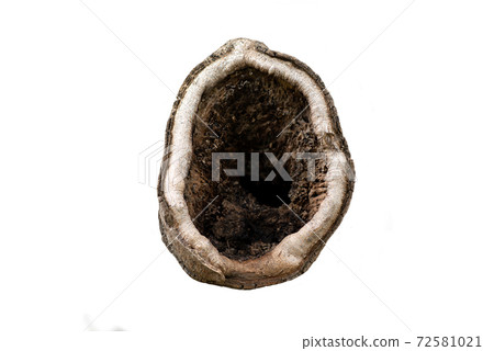 Large hollow in a tree on white background with clipping path. The tree is in the city garden. Large hollow in a tree on white background with clipping path. The tree is in the city garden. 72581021