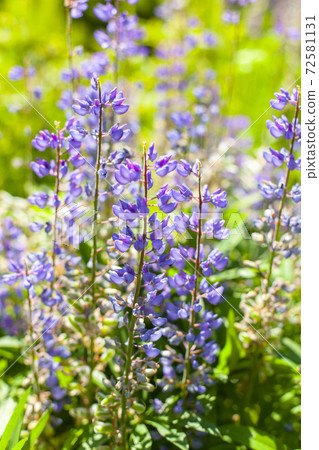 Bright lupine flowers at sunny summer day 72581131
