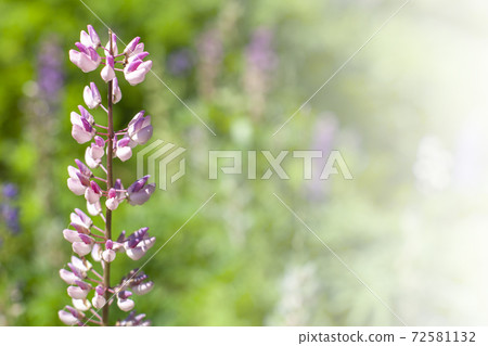 Lupine flower on green blurred background. Close-up 72581132