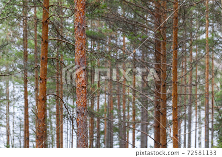 Coniferous forest landscape, pine trees trunks 72581133
