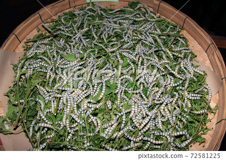 Age 5 Silkworms larvae feed on green mulberry leaves. In a large bamboo tray. Age 5 Silkworms larvae feed on green mulberry leaves. In a large bamboo tray. 72581225
