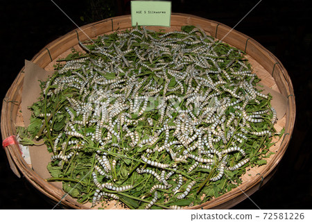 Age 5 Silkworms larvae feed on green mulberry leaves. In a large bamboo tray. Age 5 Silkworms larvae feed on green mulberry leaves. In a large bamboo tray. 72581226