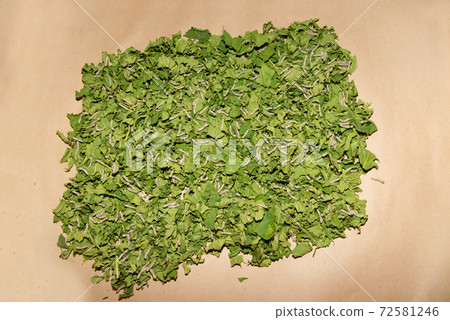 Age 3 Silkworms larvae feed on green mulberry leaves. In a large bamboo tray. Age 3 Silkworms larvae feed on green mulberry leaves. In a large bamboo tray. 72581246