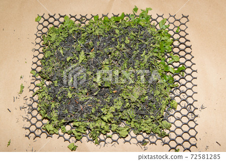Age 2 Silkworms larvae feed on green mulberry leaves. In a large bamboo tray. Age 2 Silkworms larvae feed on green mulberry leaves. In a large bamboo tray. 72581285