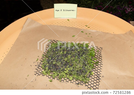 Age 2 Silkworms larvae feed on green mulberry leaves. In a large bamboo tray. 72581286