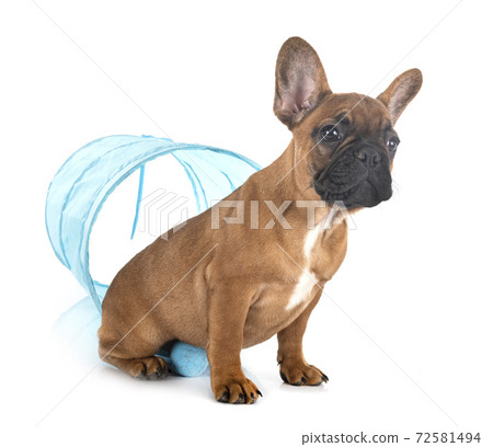 french bulldog in studio 72581494