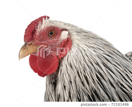 Wyandotte chicken in studio 72581496
