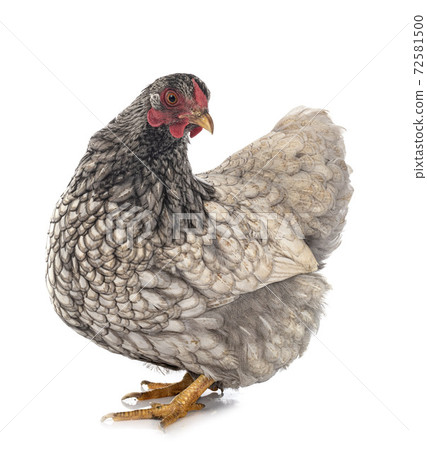 Wyandotte chicken in studio Wyandotte chicken in studio 72581500
