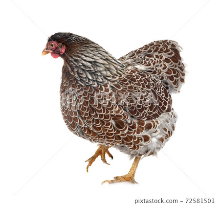 Wyandotte chicken in studio 72581501