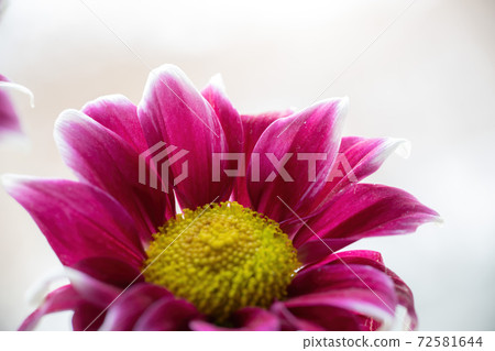 Wet chrysanthemum macro photo Wet chrysanthemum macro photo 72581644