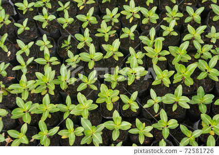 A texture or background sprout of a Madagascar Periwinkle in a plastic pack on the floor. A texture or background sprout of a Madagascar Periwinkle in a plastic pack on the floor. 72581726