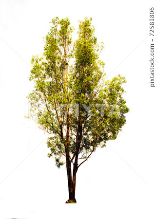 Green tree on isolated, an evergreen leaves plant di cut on white background with clipping path. Green tree on isolated, an evergreen leaves plant di cut on white background with clipping path. 72581806