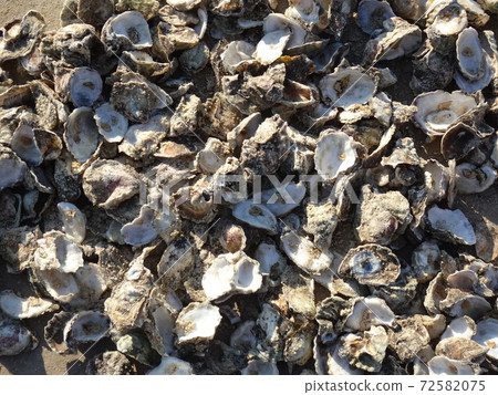 Seashells spread on the sandy beach 72582075