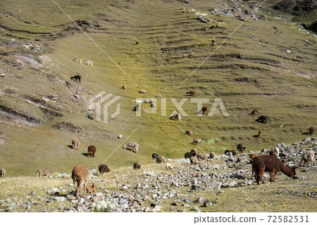 彩虹山（Binikunka山）高山動植物突然出現在南美秘魯未開發的安第斯山脈 72582531