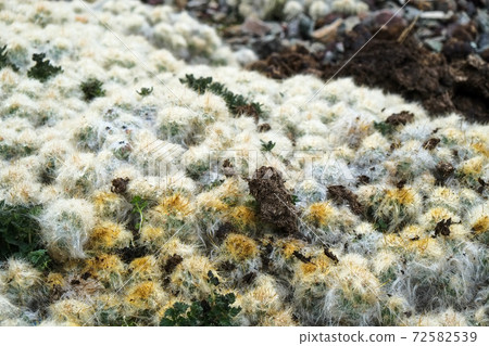 Rainbow Mountain (Mt. Binikunka) Alpine plants... - Stock Photo [72582539]  - PIXTA