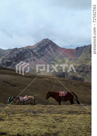 彩虹山(Binikunka山)高山動植物突然出現在南美秘魯未開發的安第斯山脈 彩虹山(Binikunka山)高山動植物突然出現在南美秘魯未開發的安第斯山脈 72582562