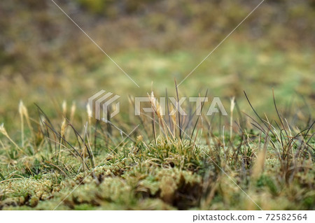 彩虹山(Binikunka山)高山動植物突然出現在南美秘魯未開發的安第斯山脈 彩虹山(Binikunka山)高山動植物突然出現在南美秘魯未開發的安第斯山脈 72582564