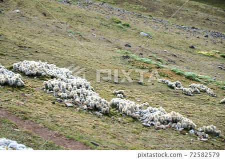 彩虹山（Binikunka山）高山動植物突然出現在南美秘魯未開發的安第斯山脈 72582579