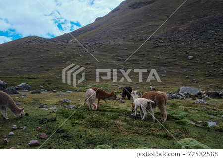 彩虹山（Binikunka山）高山動植物突然出現在南美秘魯未開發的安第斯山脈 72582588