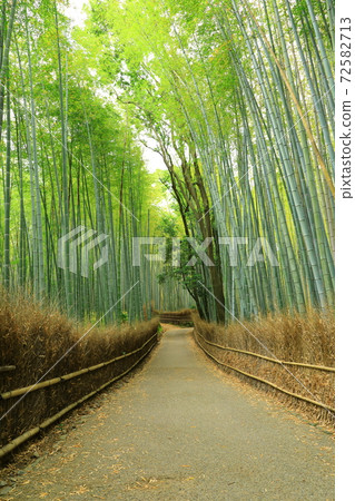 Kyoto Arashiyama · Sagano bamboo grove road 72582713