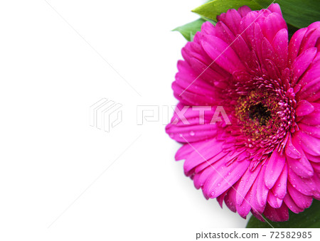 Bright gerbera flowers on a white background 72582985