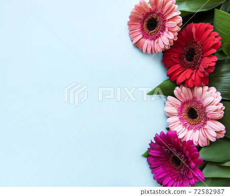Bright gerbera flowers on a blue background 72582987
