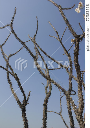 A tree A tree 72583318