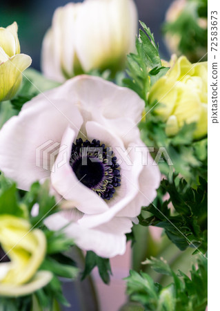 close up anemones flowers and space for your text. Celebration card. close up anemones flowers and space for your text. Celebration card. 72583673