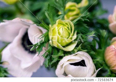 close up anemones flowers and space for your text. Celebration card. close up anemones flowers and space for your text. Celebration card. 72583674