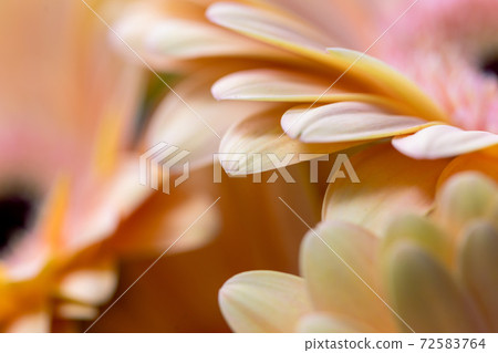 close-up of a gerbera flower. macrophotography of gerbera leaves. Beautiful backdrops for greeting card 72583764