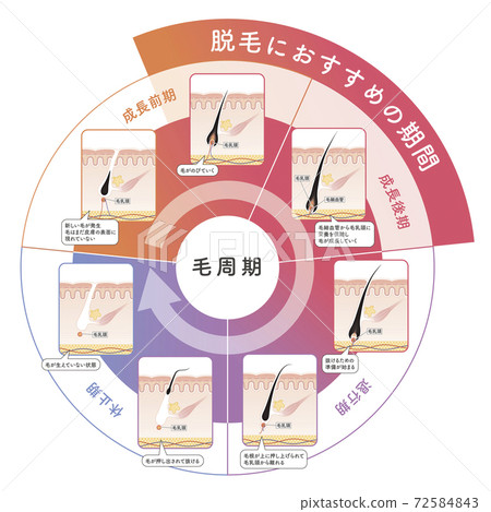 頭皮 斷面圖 剖面圖 72584843