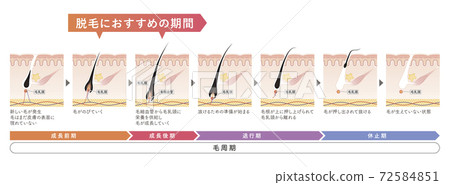 scalp, cross-section diagram, vector 72584851