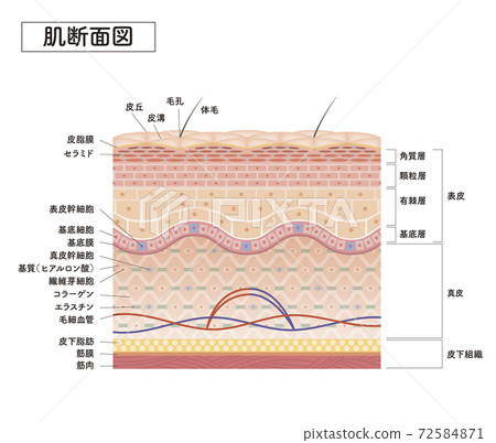 skin, skinned, vector 72584871