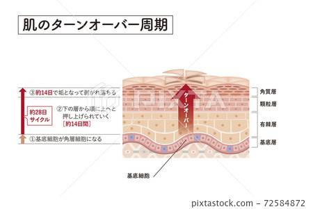skin, skinned, cross-section diagram 72584872
