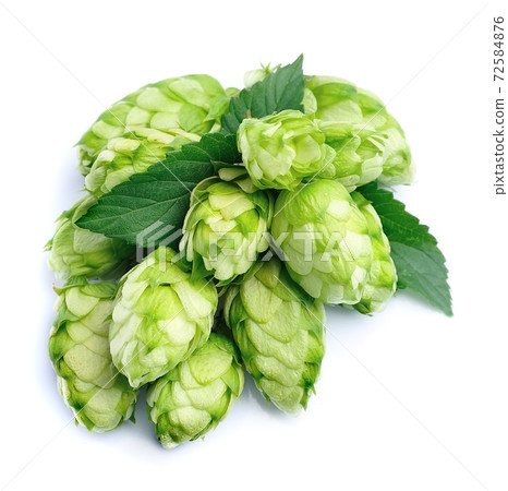 Hop plant on white backgrounds. Hop plant on white backgrounds. 72584876