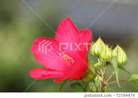 Red Furong Red Furong 72584979