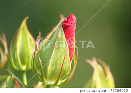 Red Fuyo bud Red Fuyo bud 72584980