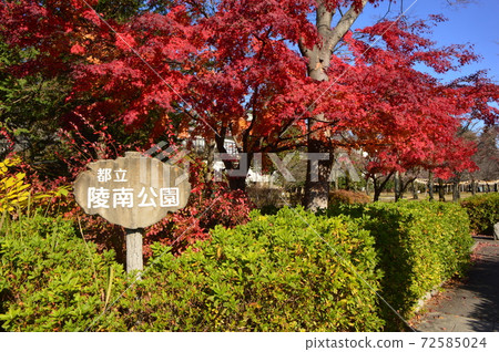 Metropolitan Ryonan Park Autumn Leaves Hachioji City Metropolitan Ryonan Park Autumn Leaves Hachioji City 72585024