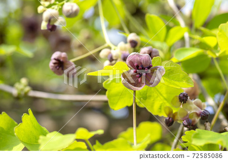 Akebi flower Akebi flower 72585086