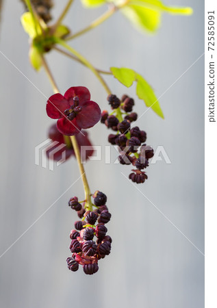 阿克比花 72585091