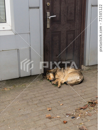 Dog sleeps in 2024 front of door