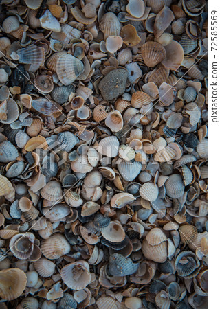 Texture of various shells. Small shells, background 72585569