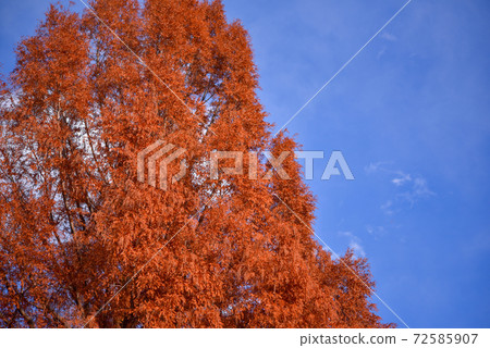 Autumn leaves of Metasequoia Autumn leaves of Metasequoia 72585907