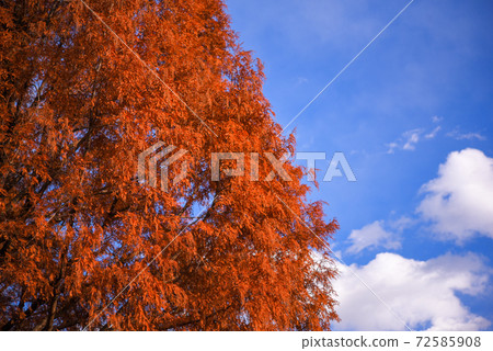 Autumn leaves of Metasequoia Autumn leaves of Metasequoia 72585908