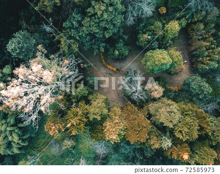 The sunrise and the fog in the forest The sunrise and the fog in the forest 72585973